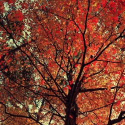 Under the Autumn Canopy