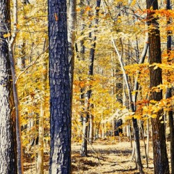 Autumn Trails