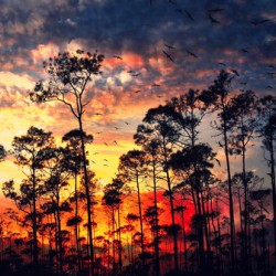 Burning Trees