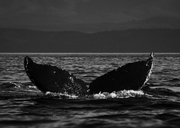Crescent - Black & White by Nikkey Dawn