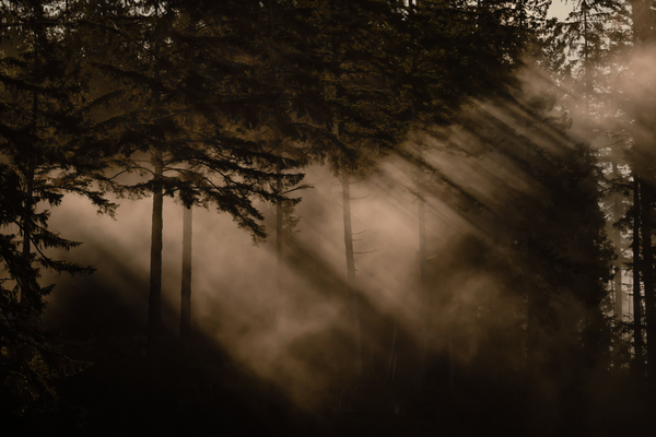 Daybreak  Print
