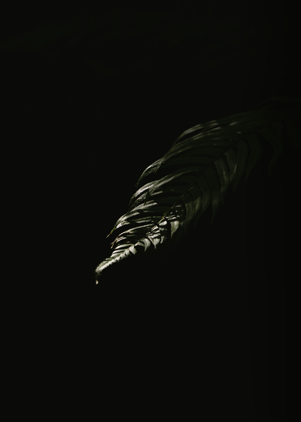 Eclipse  Print