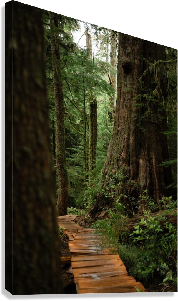 Guidance  Canvas Print