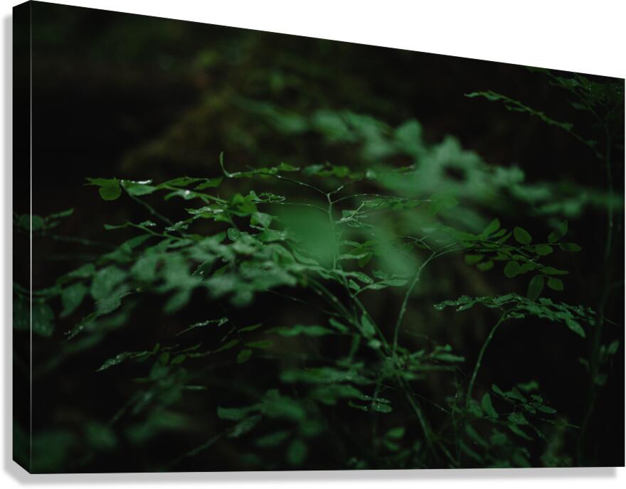 Huckle Haven  Canvas Print