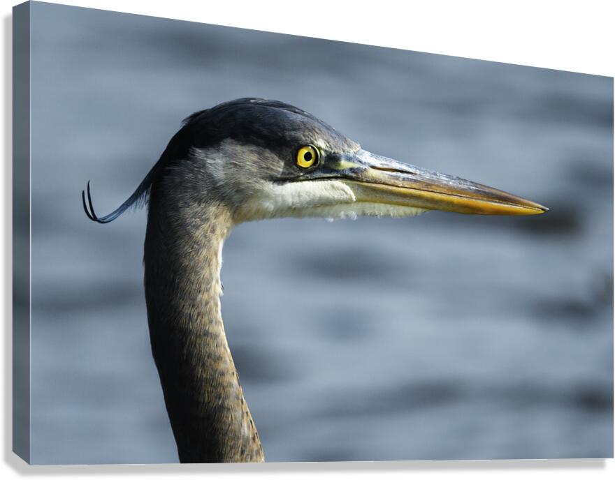 KIN-D  Canvas Print