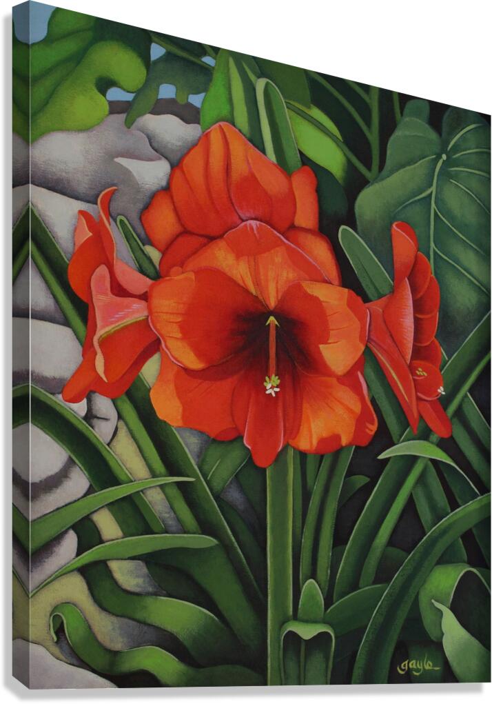 Amaryllis Canvas Print