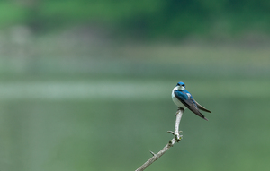 Barn Swallow