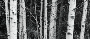 birch Trees