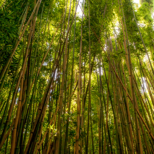 Bamboo Forrest by JOHN WALLACE