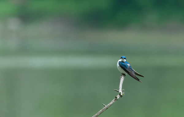 Barn Swallow by JOHN WALLACE
