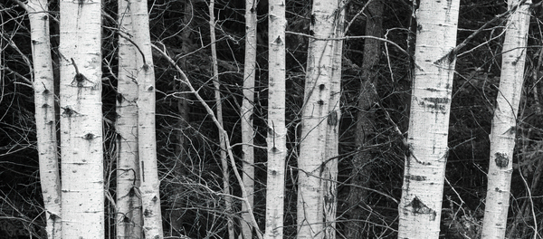 birch Trees by JOHN WALLACE