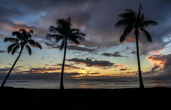Three trees by JOHN WALLACE