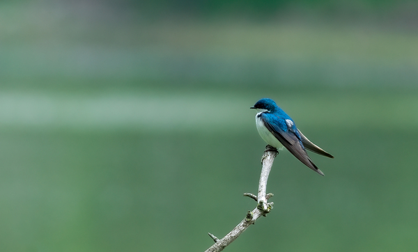 Barn swallow by JOHN WALLACE