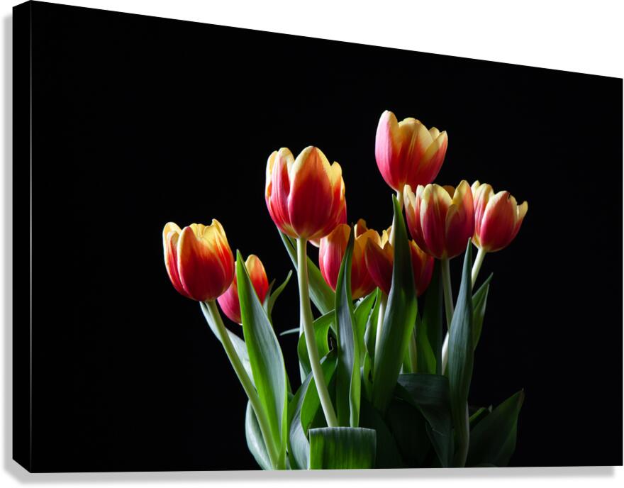 tulips Canvas Print