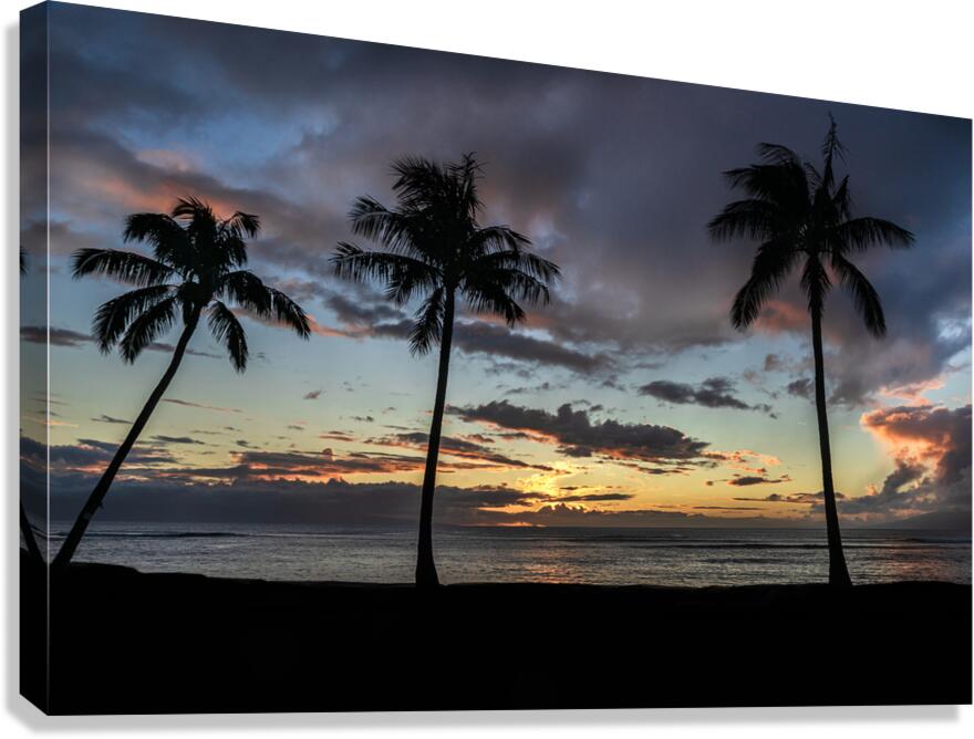 Three Palms Canvas Print