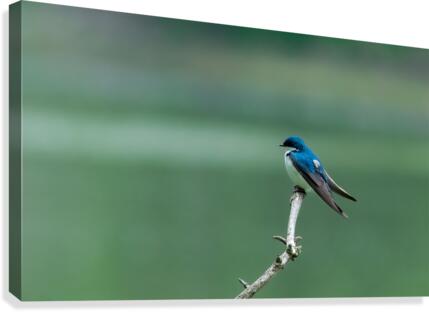 Barn swallow Canvas Print