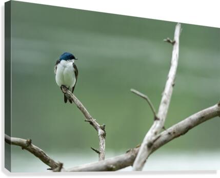 Barn Swallow Canvas Print