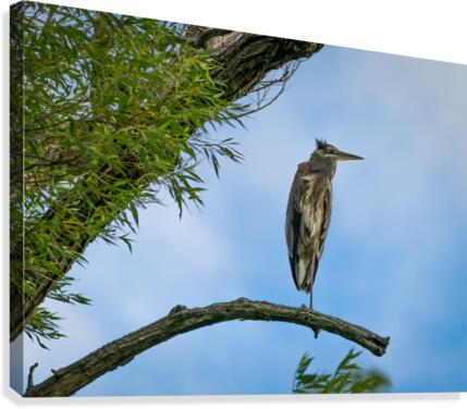 Blue Heron Canvas Print