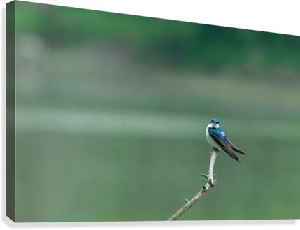 Barn Swallow Canvas Print
