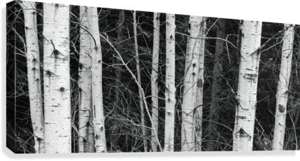 birch Trees Canvas Print
