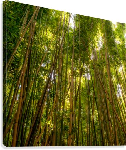 Bamboo Forrest Canvas Print