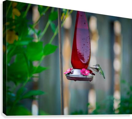 hummingbird  Canvas Print