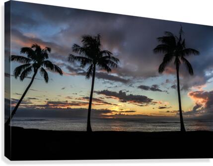 Three trees Canvas Print