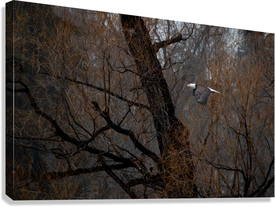 Eagle fly by Canvas Print