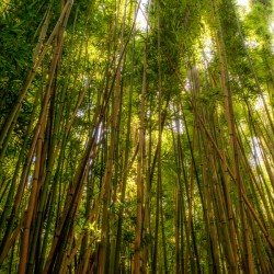 Bamboo Forrest