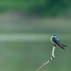 Barn Swallow