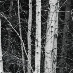 birch Trees
