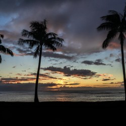 Three trees
