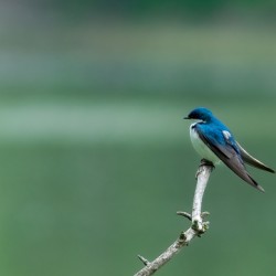 Barn swallow
