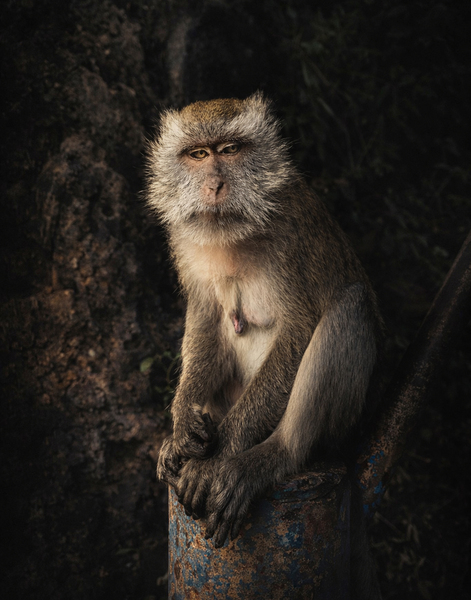 Chillin Monkey  by SaschaHass
