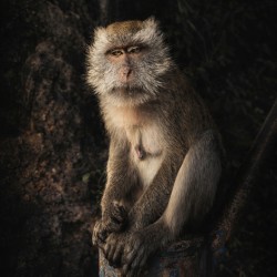 Chillin Monkey 