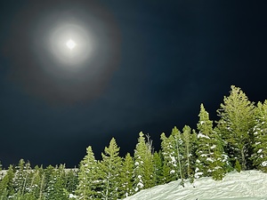 Moonlit Pines