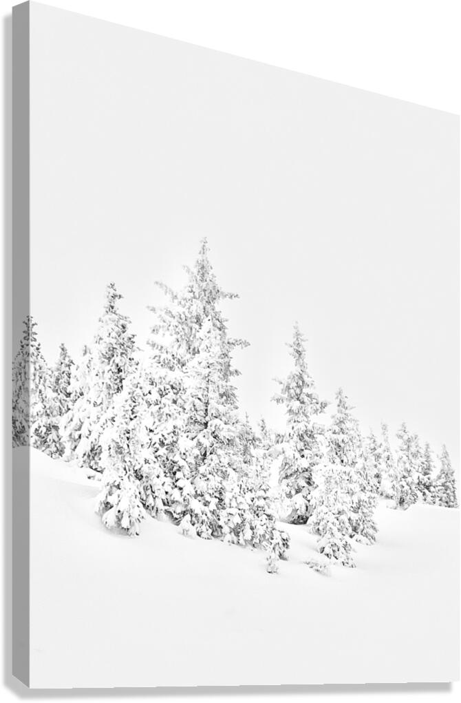 White Pines  Canvas Print