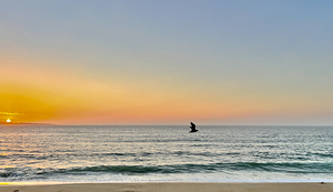 Seaside Flight