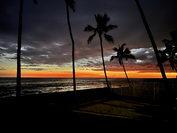 Neon Palms Keauhou by Angelia M Baxter