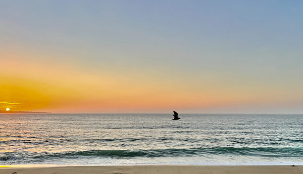 Seaside Flight 2 by Angelia M Baxter