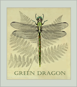 Green Dragonfly 