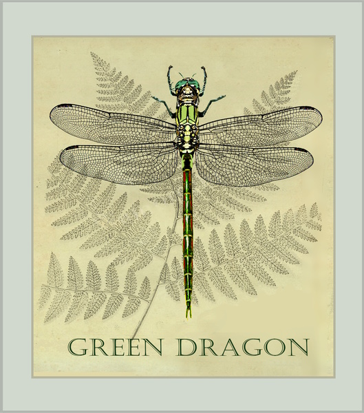 Green Dragonfly  Print