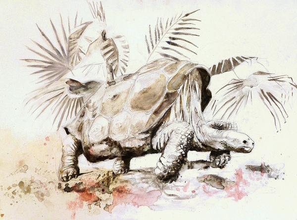 Galapagos Tortoise Print
