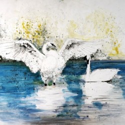 Trumpet Swans