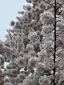 Cherries in Bloom