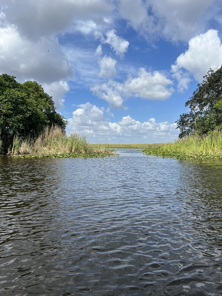 Everglades Print
