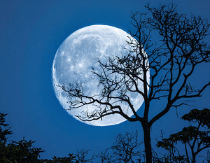 Blue Moon Whispers