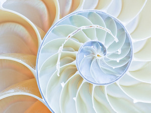 Spiral Perfection Sea Shell