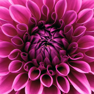 Pink Brilliance Dahlia by Modern Wall Artwork