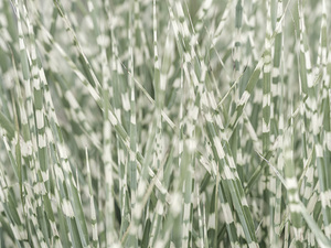 Whispering Grassland